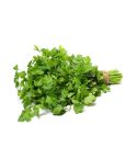 Cilantro x Unidad
