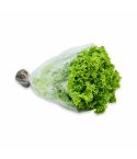 Lechuga Crespa Hidroponica San Isidro Un