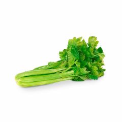 Pepino Cohombro