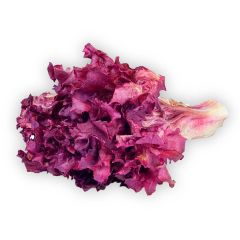 Lechuga Morada Unidad