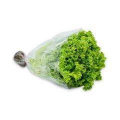 Lechuga Crespa Hidroponica San Isidro Un