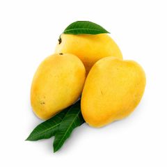 Mango Criollo