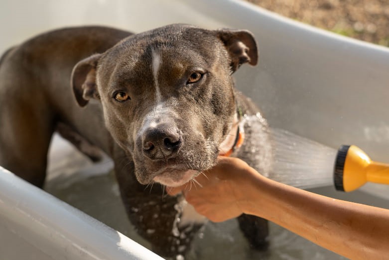 El baño es fundamental para el aseo de los perros Perro pitbull siendo bañado por su propietario con manguera en una bañera